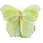 Anteos Clorinde - бабочка салатовый парус