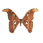 Attacus Atlas - бабочка Аттакус атласс - одна из крупнейших бабочек мира, достигает 25-28 см в размахе крыльев