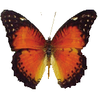 Cethosia Biblis (верх) - бабочка персия