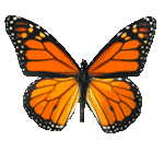 Danaus Plexippus - бабочка монарх