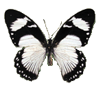 Papilio Dardanus m - бабочка парусник дардан самец
