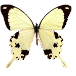 Papilio Dardanus F - бабочка парусник дардан (самка)
