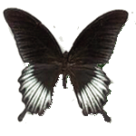 Papilio Lowi (самец) - бабочка парусник Лови самец