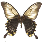 Papilio Lowi (самка) - бабочка парусник лови самка
