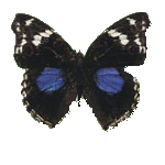 Junonia One-One - бабочка юнония