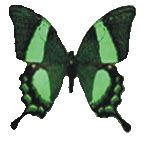 Papilio Palinurus - парусник палинур (павлин)