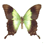 Papilio peranthus - бабочка парусник перантус