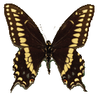 Papilio polyxenes (самец) - бабочка парусник поликсенес самец