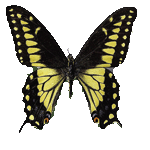  Papilio polyxenes (самка) - бабочка парусник поликсенес самка