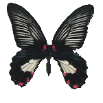  Papilio Rumanzovia (белая форма) - бабочка красный мормон белая форма