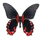 Papilio Rumanzovia - парусник румянцева ( красный мормон)