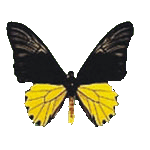 Troides Rhadamantus - бабочка птицекрылка золотистая